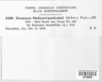Uromyces hedysari-paniculati image